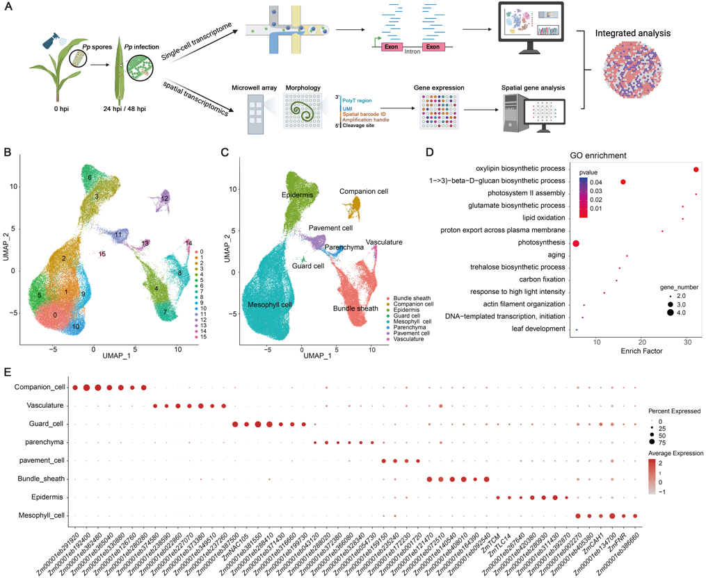 ���ߵ����˿��ֽ�